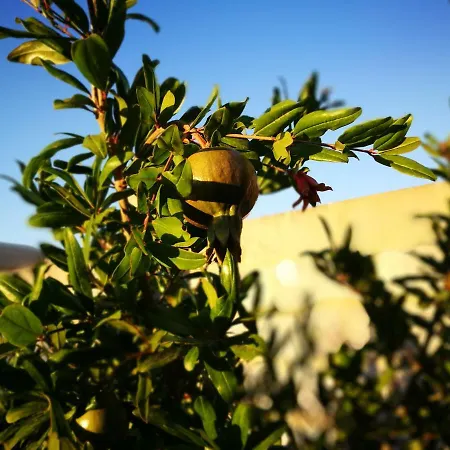 Villarosi Gallipoli